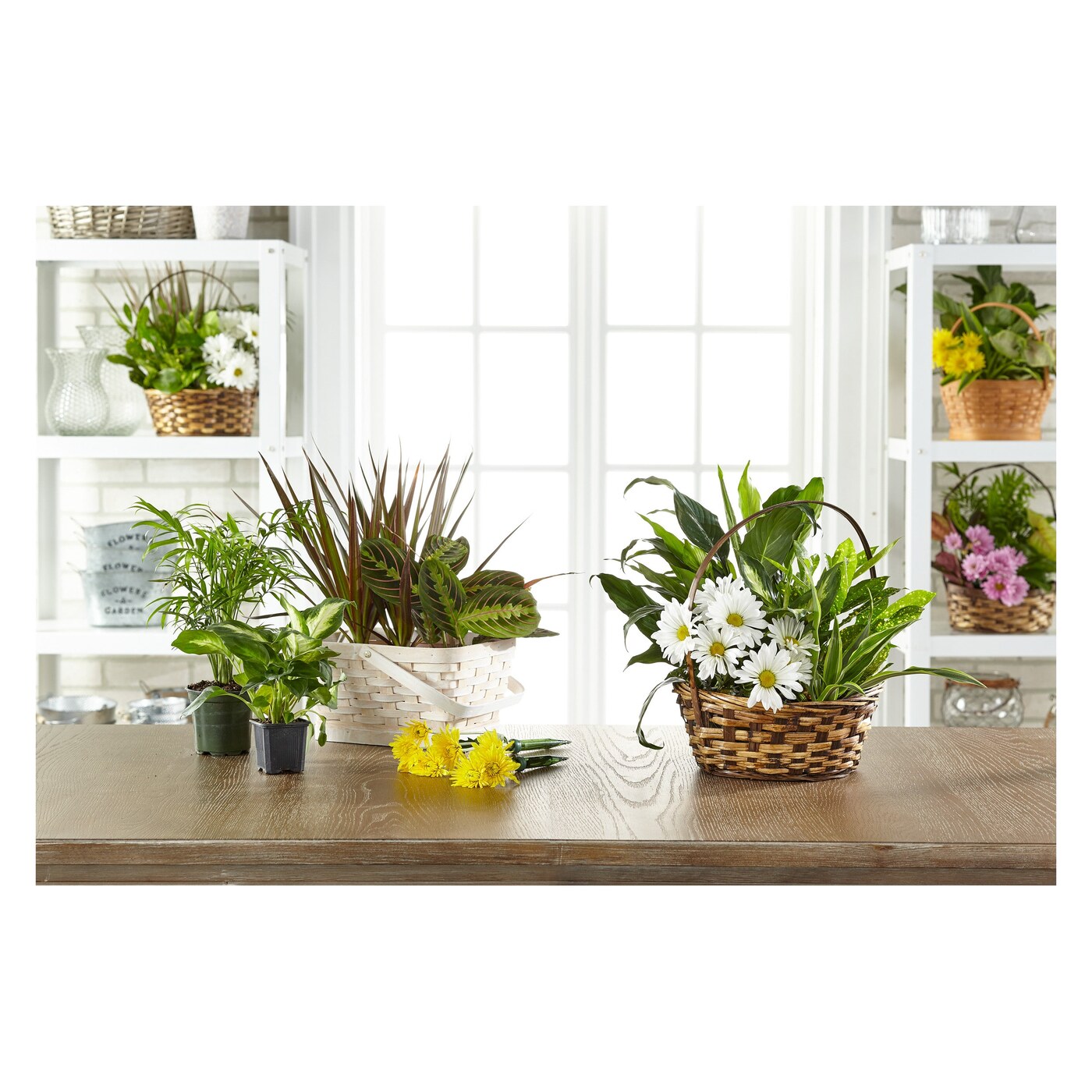 Florist Designed Blooming and Green Plants in a Basket arrangement option 2