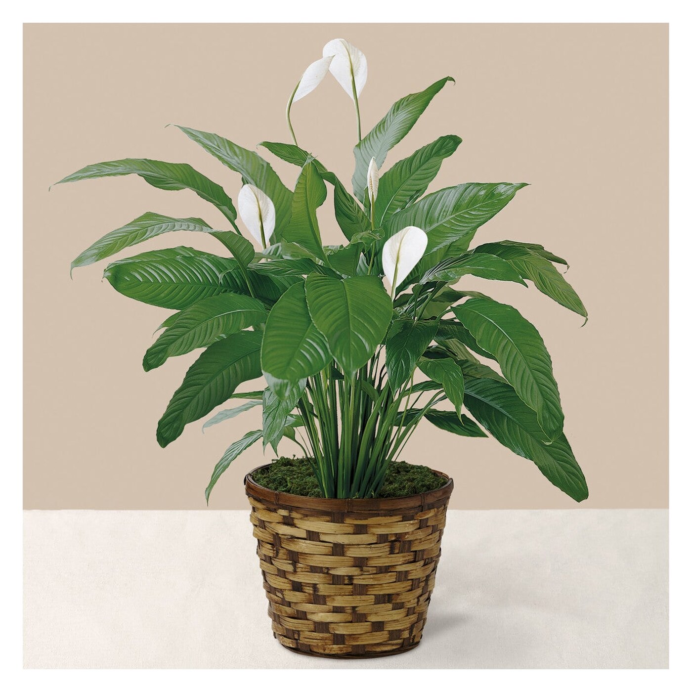 Tranquil Moments Peace Lily Plant flower arrangement