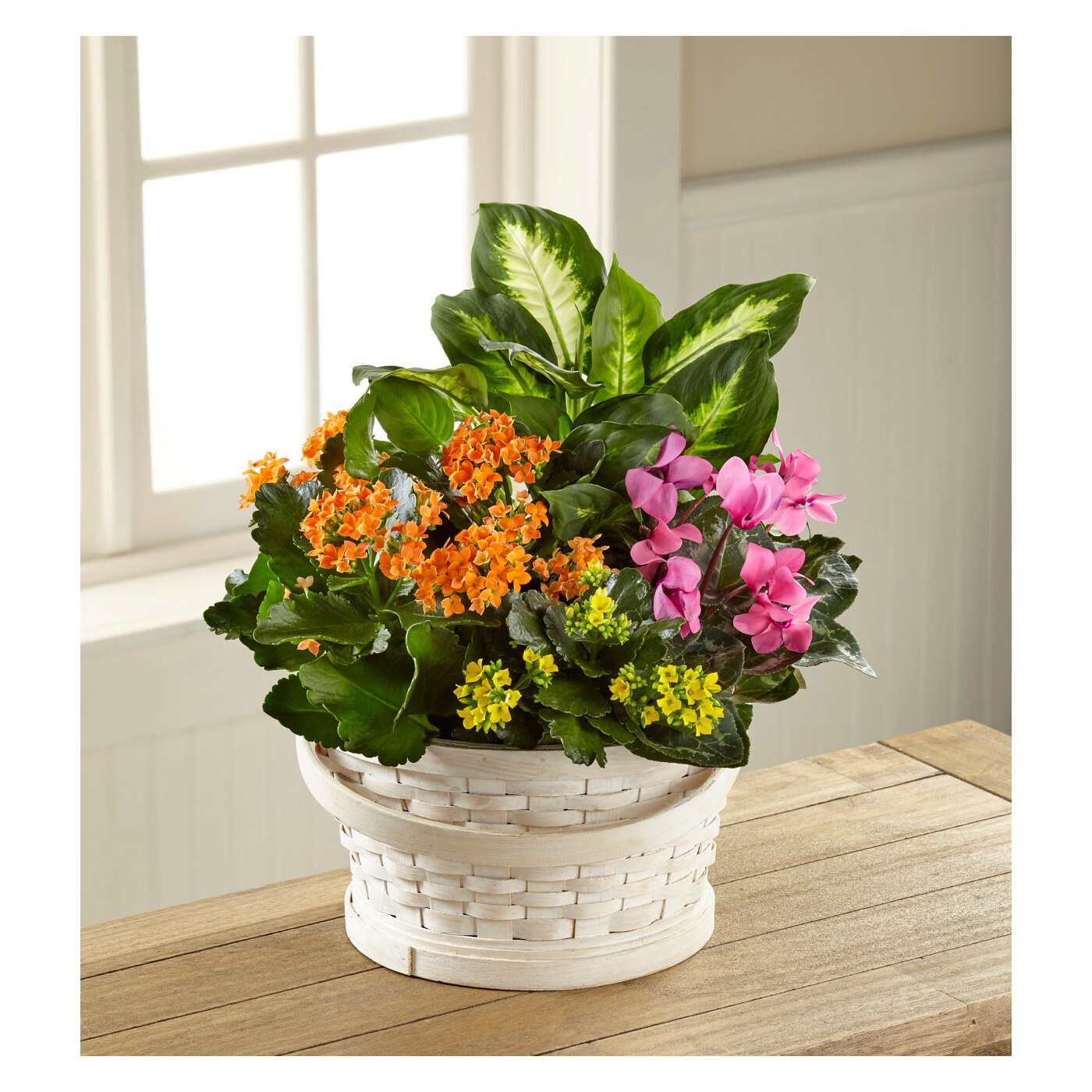 Color Crush Dishgarden flower arrangement