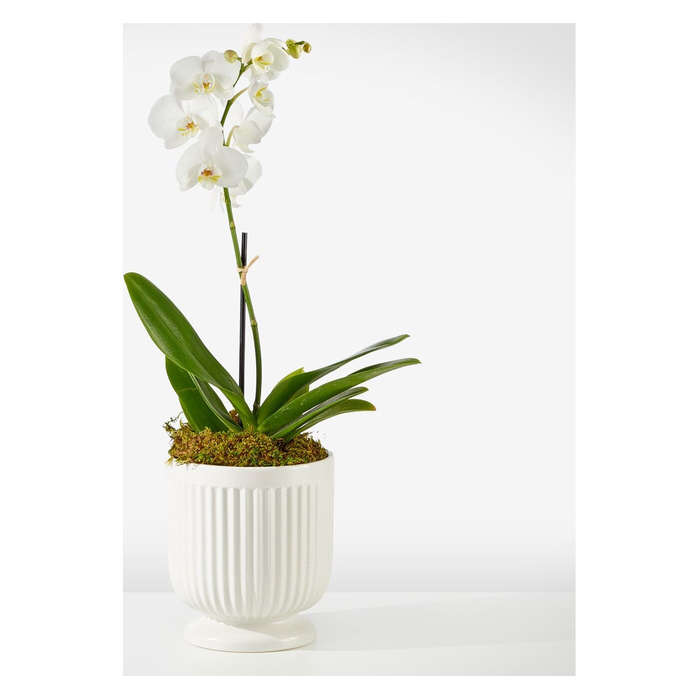 Whispering White Orchid flower arrangement