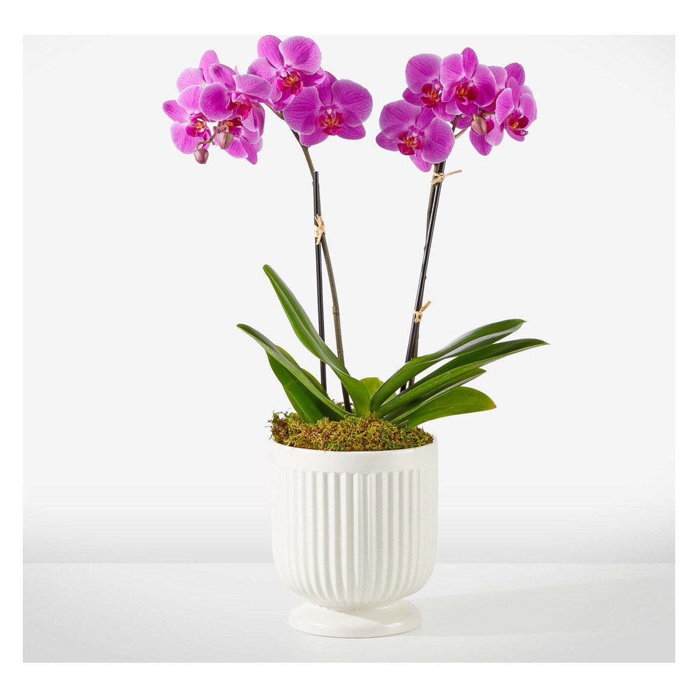 Friendly Fuchsia Orchid arrangement option 2