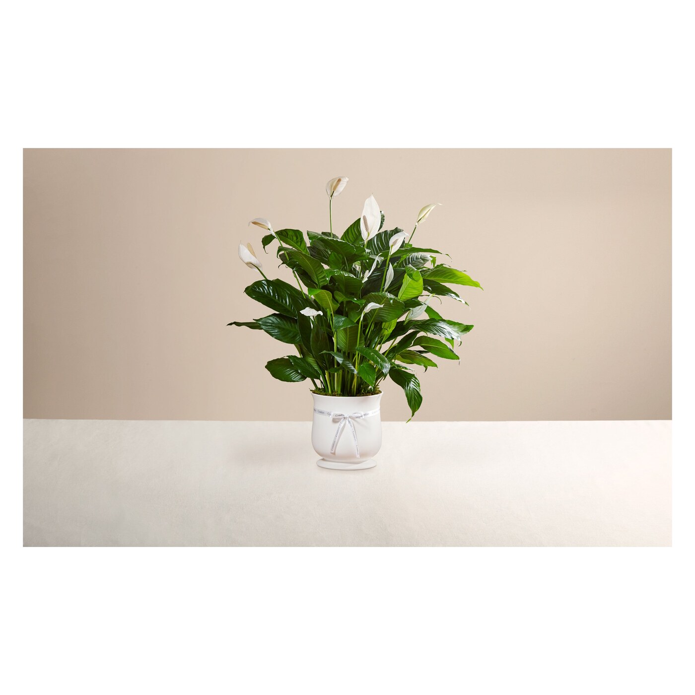 Comfort Planter arrangement option 2