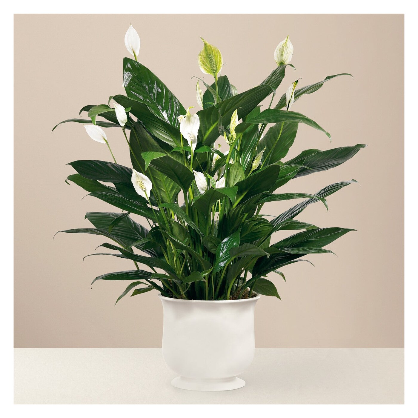 Comfort Planter flower arrangement