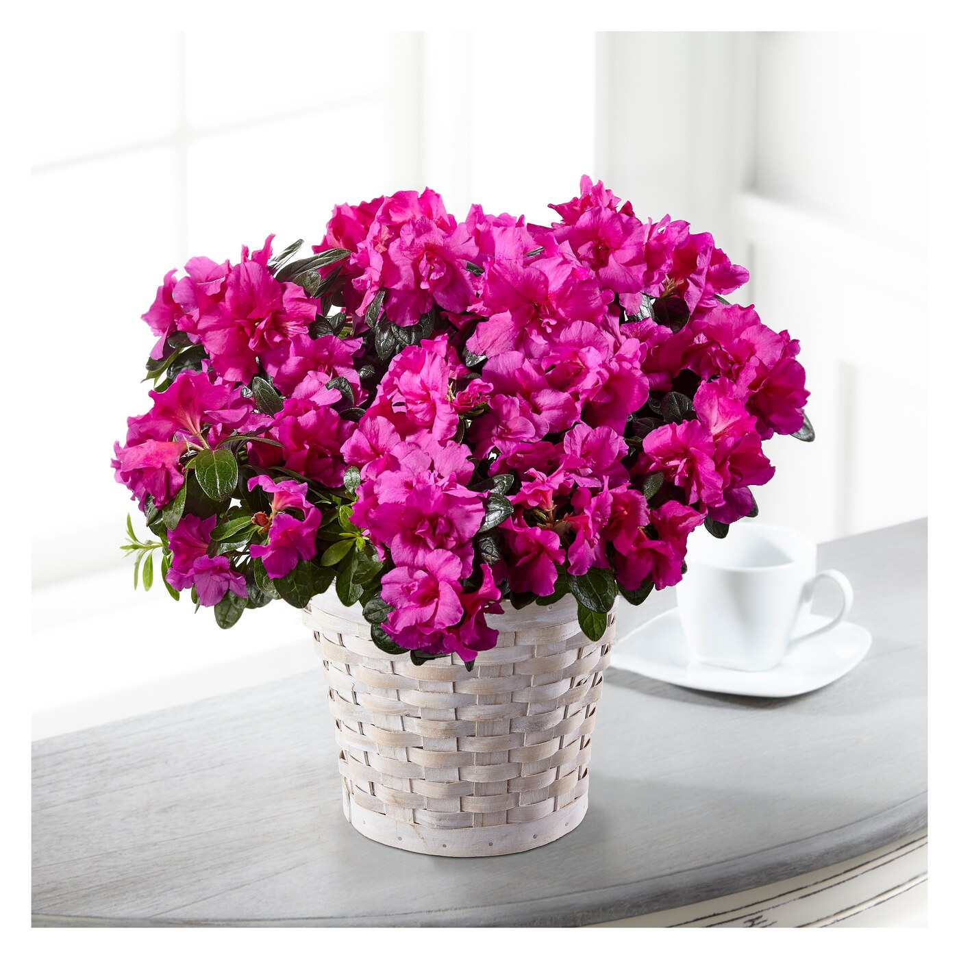 Hope & Serenity Azalea Plant flower arrangement