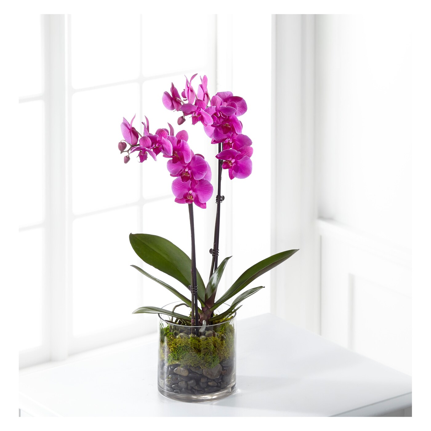 Pink Orchid Plant flower arrangement