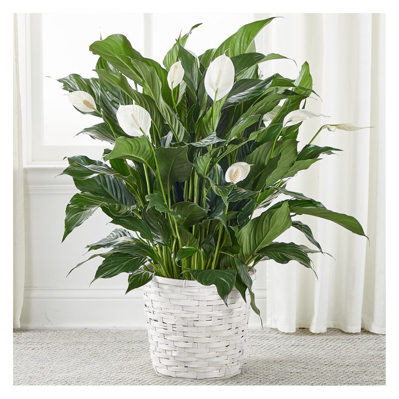 A New Leaf Peace Lily arrangement option 2