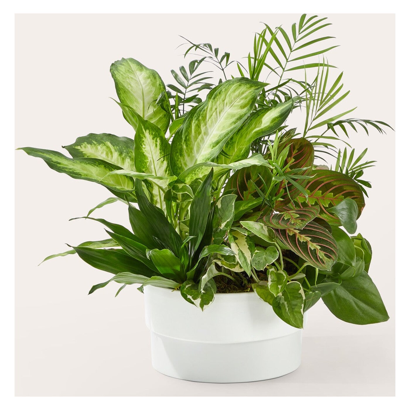 Radiating Positivity Dishgarden flower arrangement
