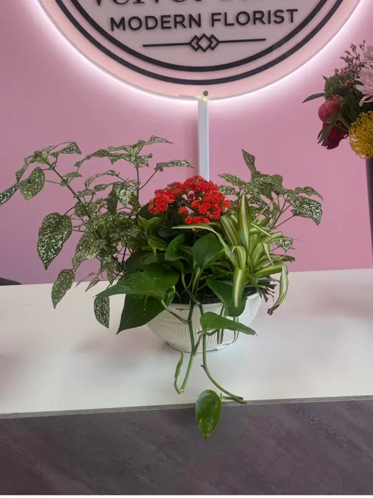 Mixed plant dish garden arranged at Velvet Rose